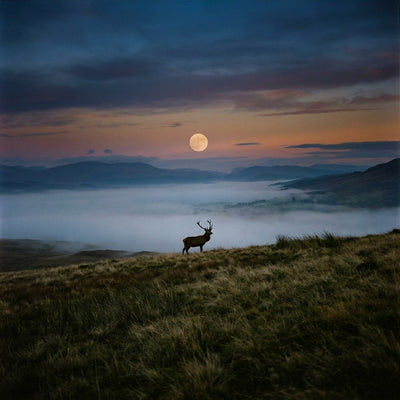 Animal wall art showing a lone stag standing on a misty hill beneath a large moon