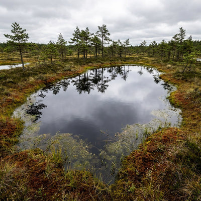 Estonia landscape wall art, a bog pool with its reflection