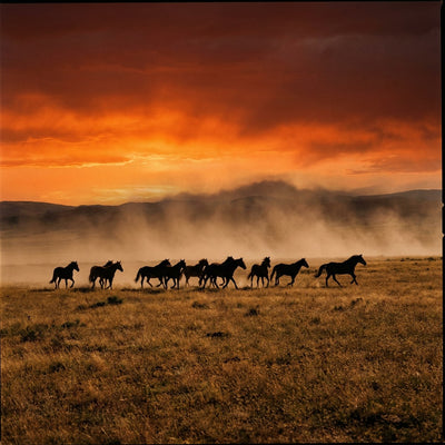 Horse wall art, silhouettes of a herd of wild horses galloping across open ground under an orange sunset sky