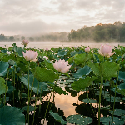 Lotus wall art, pale pink lotus blossoms and broad round leaves on tall stalks above a misty pond at sunrise