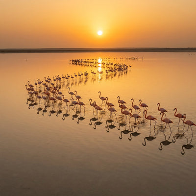 Wildlife wall art, a line of flamingos wading in a shallow lake at golden hour, reflected in the still water