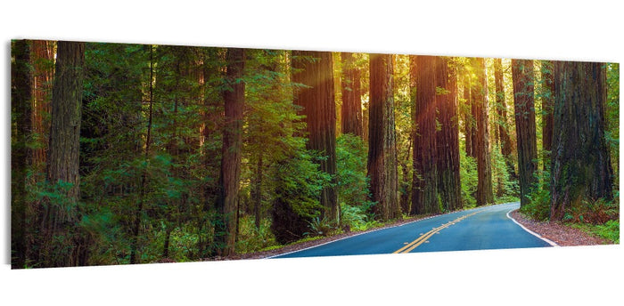 Sunlit Redwood Highway Wall Art as a canvas print