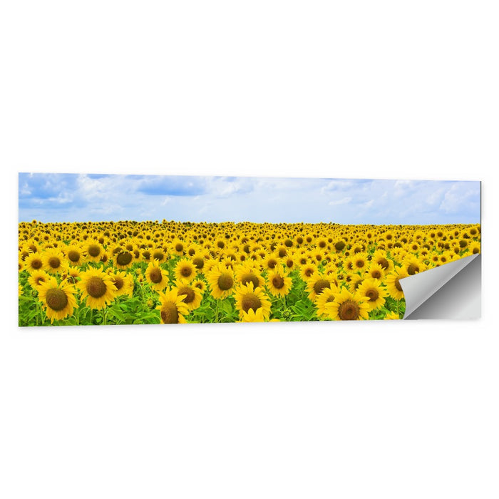 Sunflower Field Under Blue Sky Wall Art as a poster print