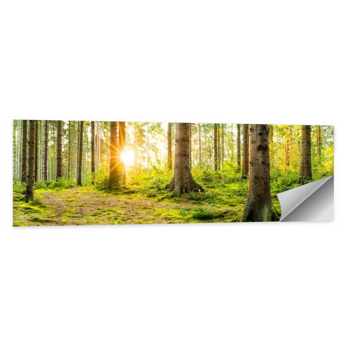 Sunburst Over Mossy Forest Wall Art as a poster print