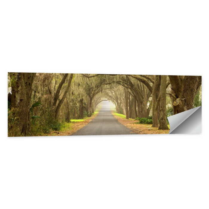 Spanish Moss Country Road Wall Art as a poster print