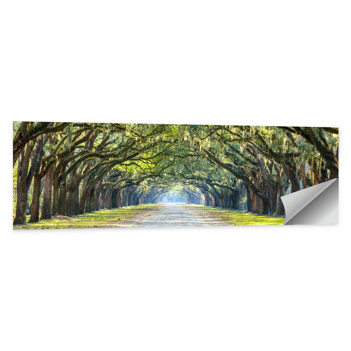 Wormsloe Plantation Oak Tunnel Wall Art as a poster print