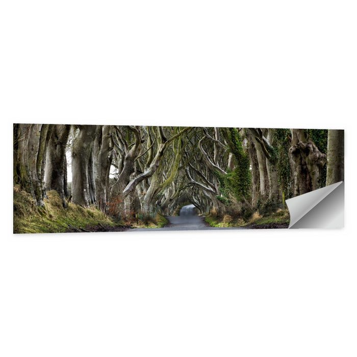 Dark Hedges Tree Tunnel Wall Art as a poster print