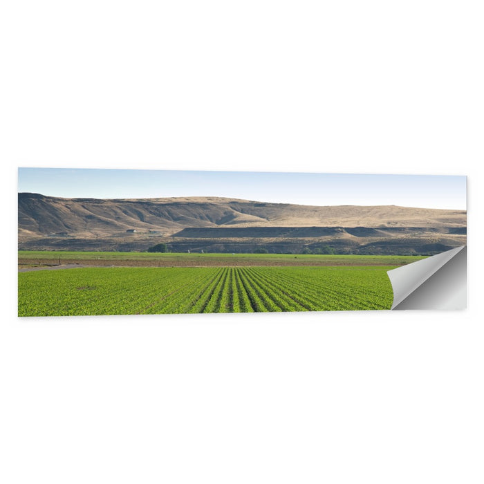 Idaho Corn Field Wall Art as a poster print