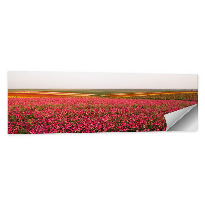 Pink Ranunculus Flower Field Wall Art as a poster print