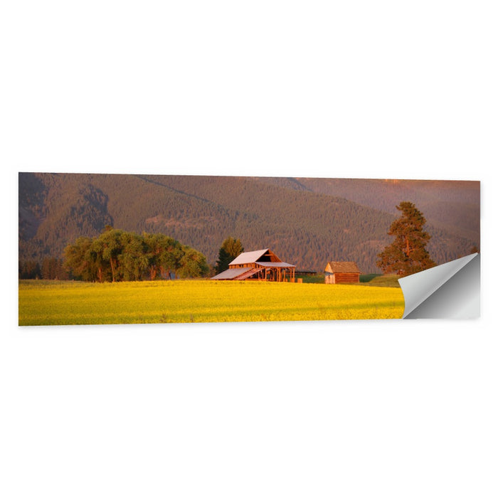 Rapeseed Field and Barn at Golden Hour Wall Art as a poster print