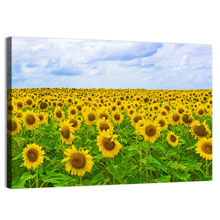 Sunflower Field Under Blue Sky Wall Art as a canvas print