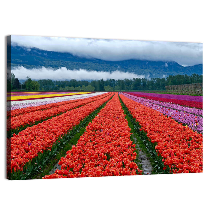 Chilliwack Tulip Festival Wall Art as a canvas print