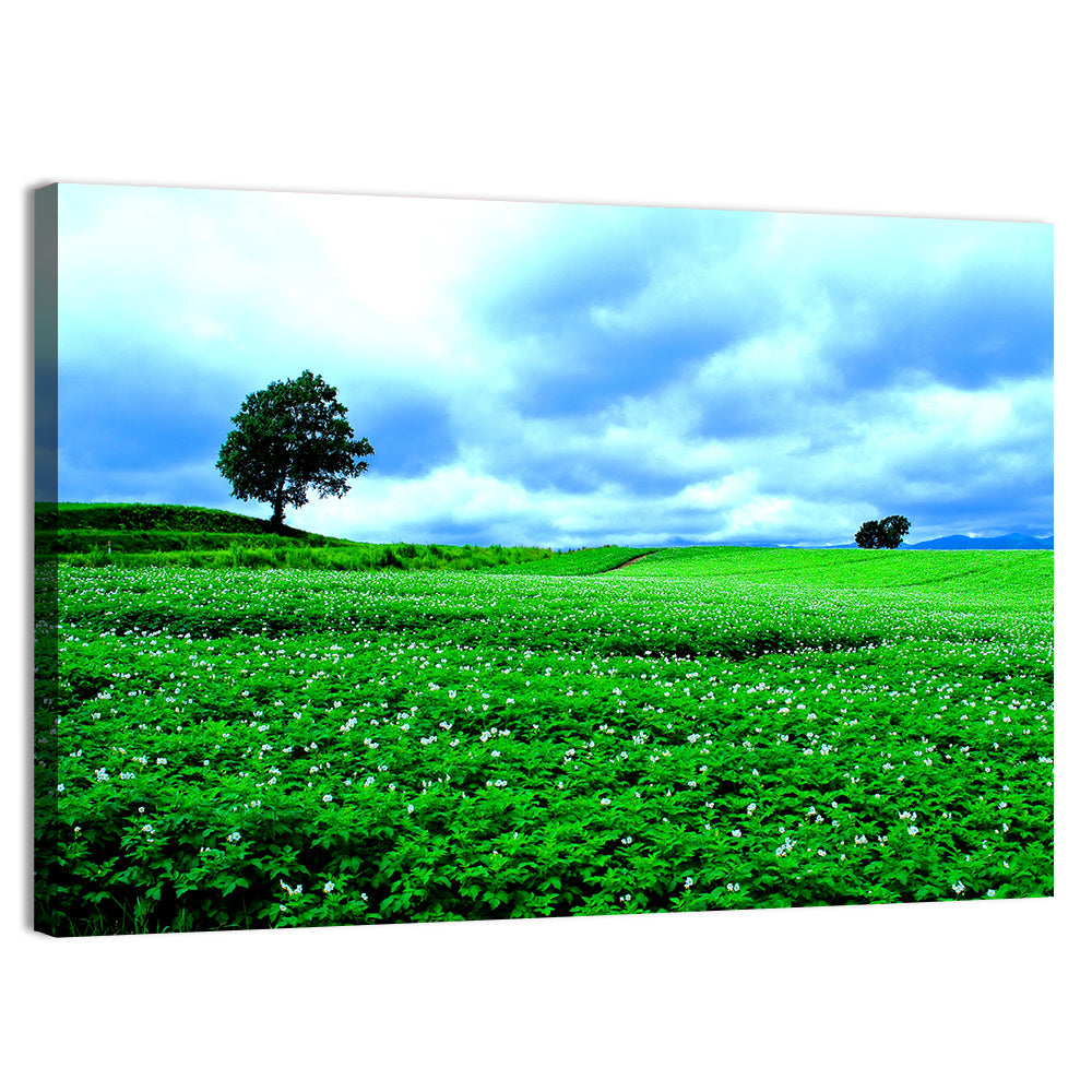 Biei Hill with Lone Tree, Hokkaido Wall Art, canvas print, landscape