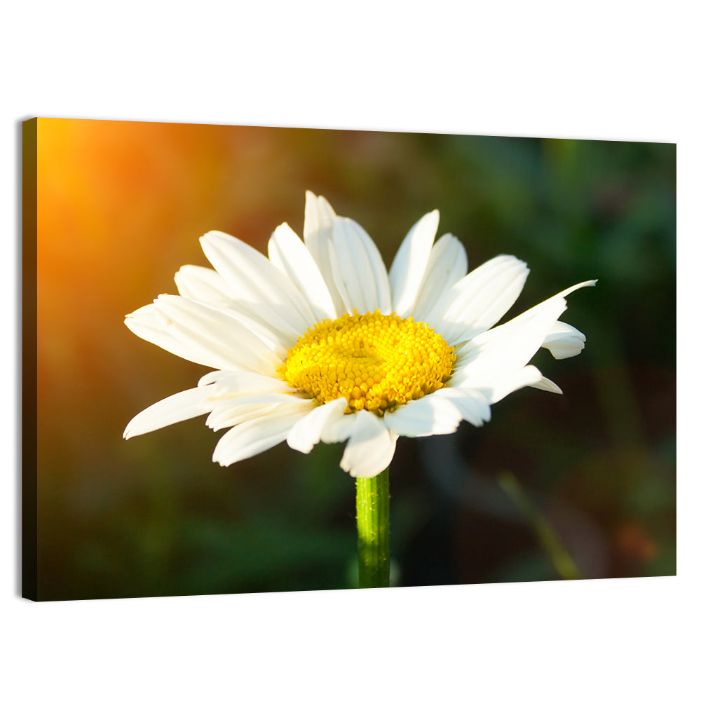 Single Daisy Flower At Sunset Wall Art