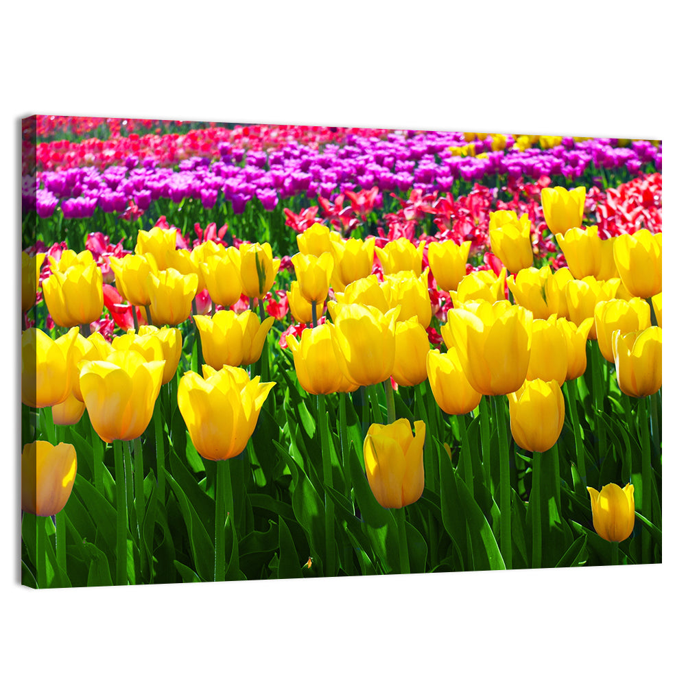 Yellow Tulips in Bloom Wall Art, canvas print, landscape