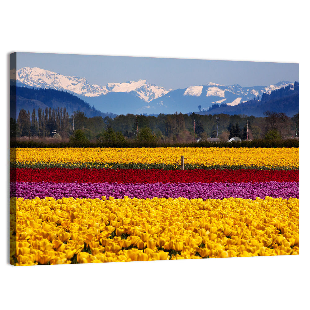 Skagit Valley Spring Daffodils Wall Art, canvas print, landscape