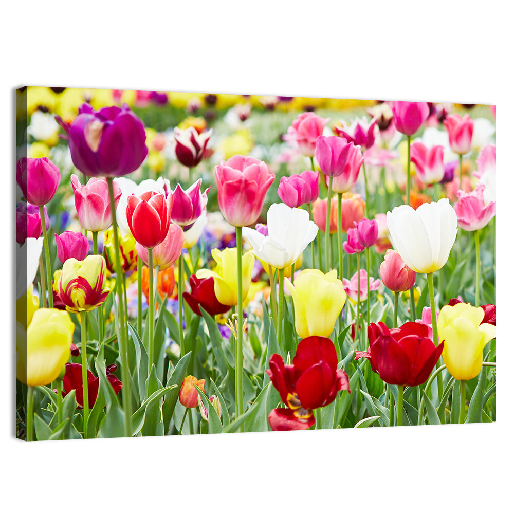 Spring Tulip Close-up Wall Art, canvas print, landscape