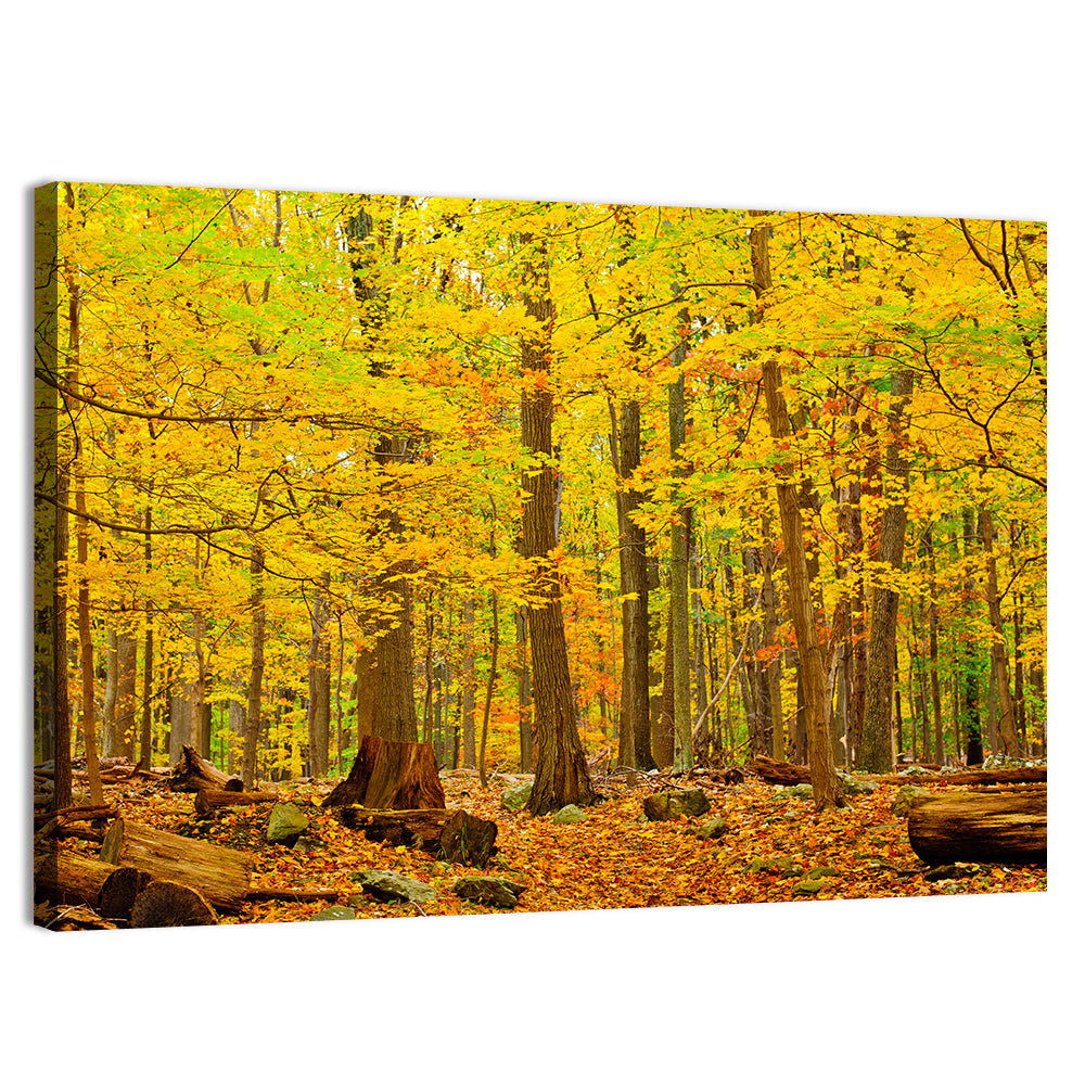 Catoctin Autumn Forest Wall Art, canvas print, landscape
