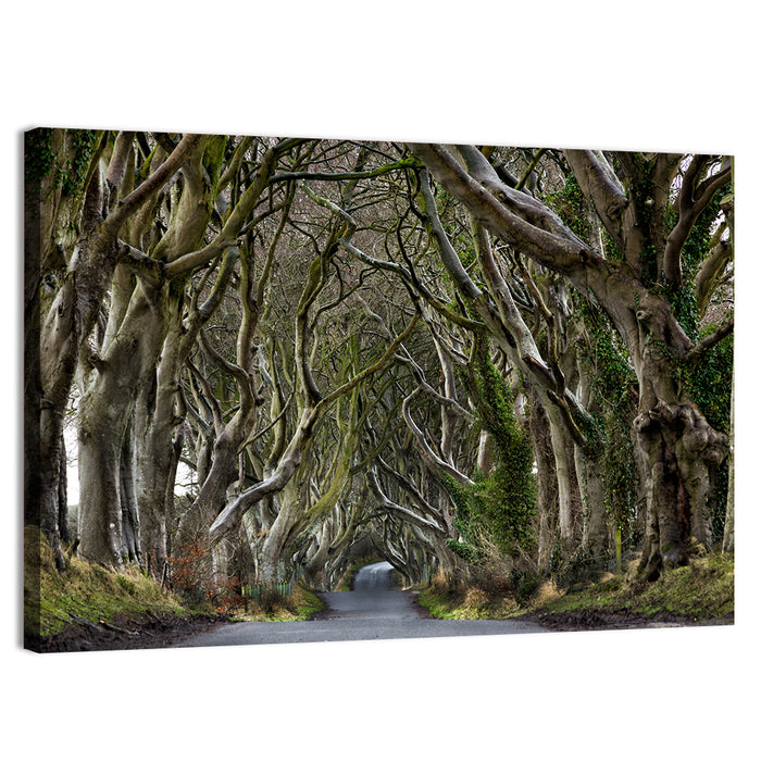 Dark Hedges Tree Tunnel Wall Art as a canvas print