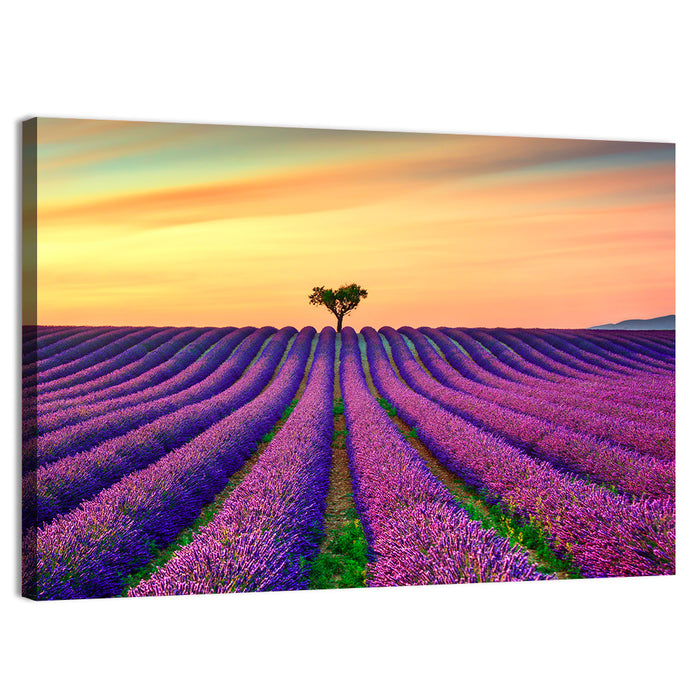 Lavender Field with Solitary Tree Wall Art as a canvas print