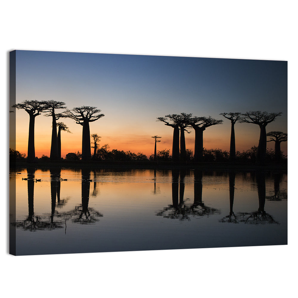 Baobabs At Sunrise Madagascar Wall Art