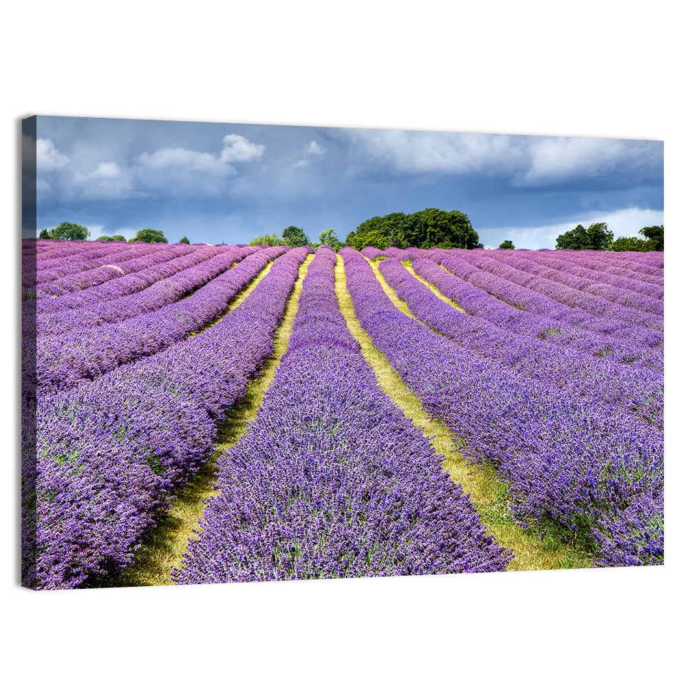 Banstead Lavender Field Wall Art, canvas print, landscape