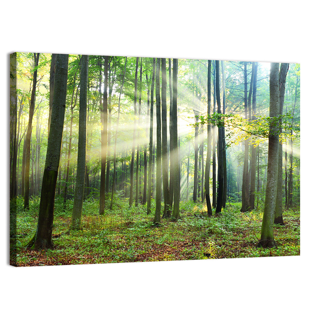 Morning Light in the Forest Wall Art, canvas print, landscape