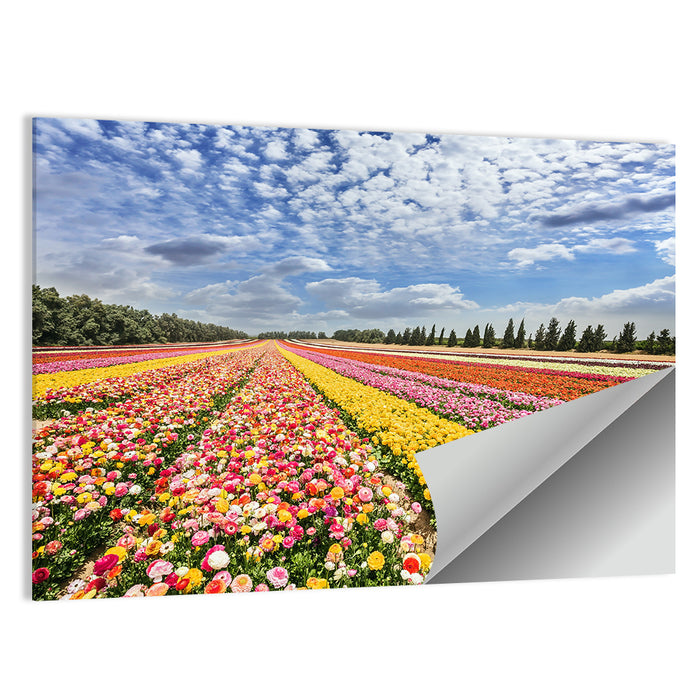 Spring Buttercup Field Wall Art as a poster print