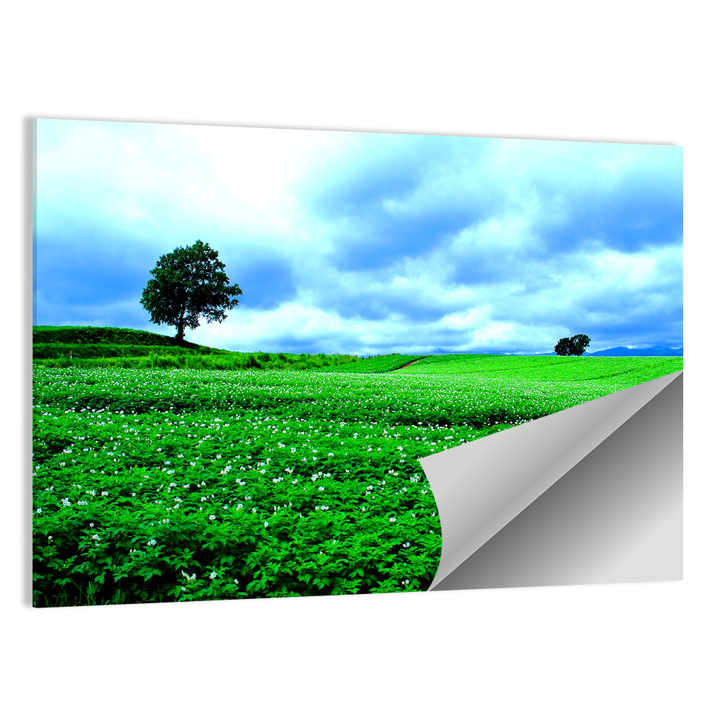 Hill Of Biei In Hokkaido Wall Art
