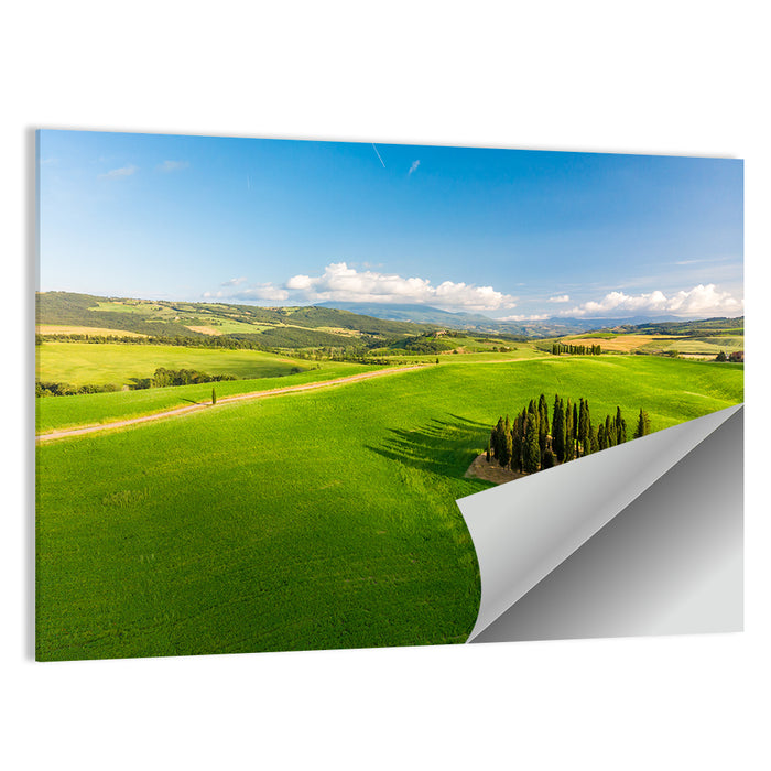 Italian Cypresses on Rolling Hills Wall Art as a poster print