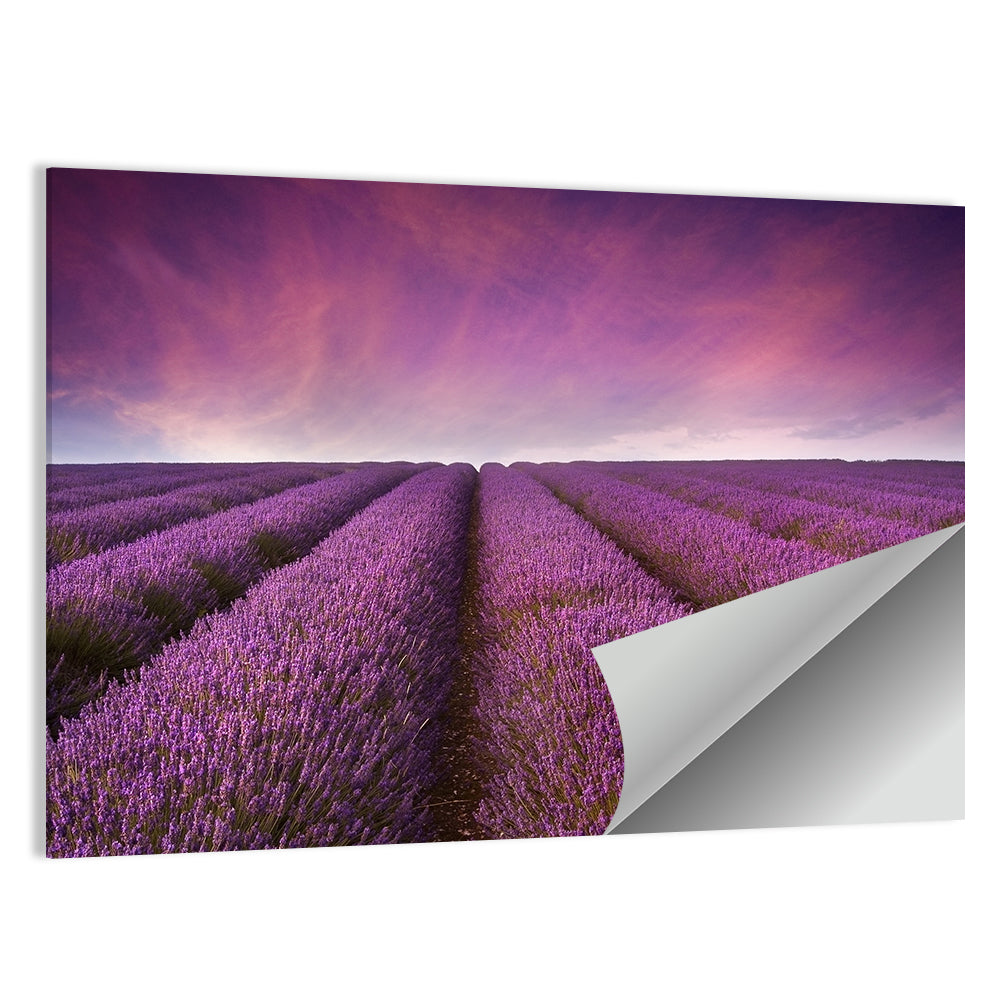 Lavender Field Sunset Wall Art