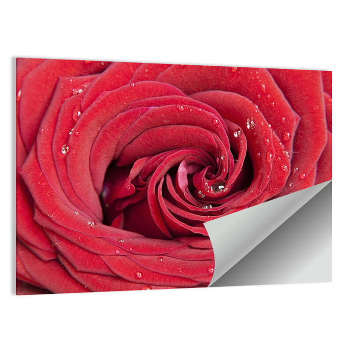 Crimson Rose Spiral Closeup Wall Art as a poster print