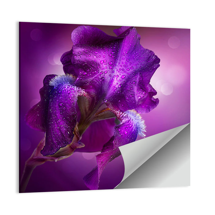 Purple Iris Macro Wall Art as a poster print
