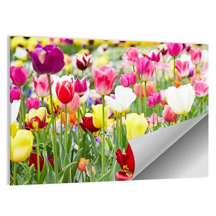 Spring Tulip Close-up Wall Art as a poster print