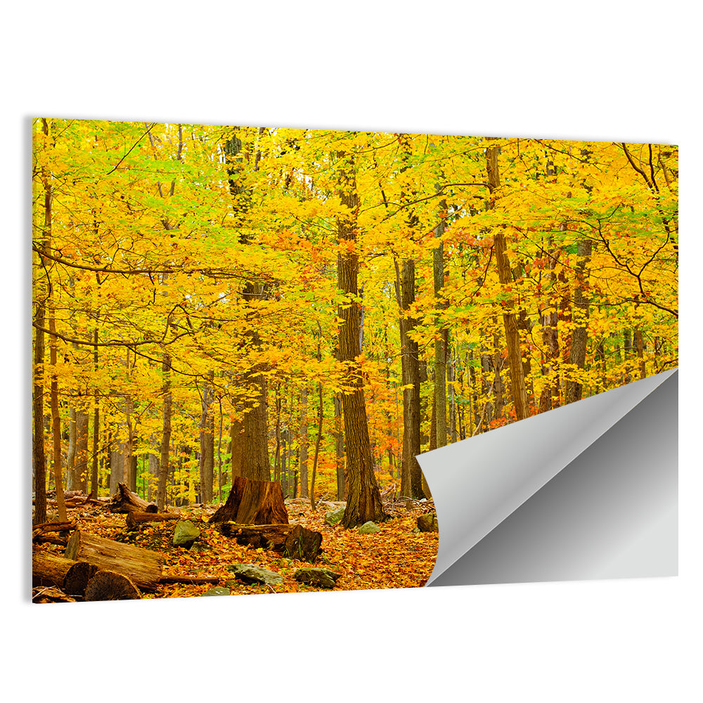 Autumn In Catoctin Mountain Park Wall Art