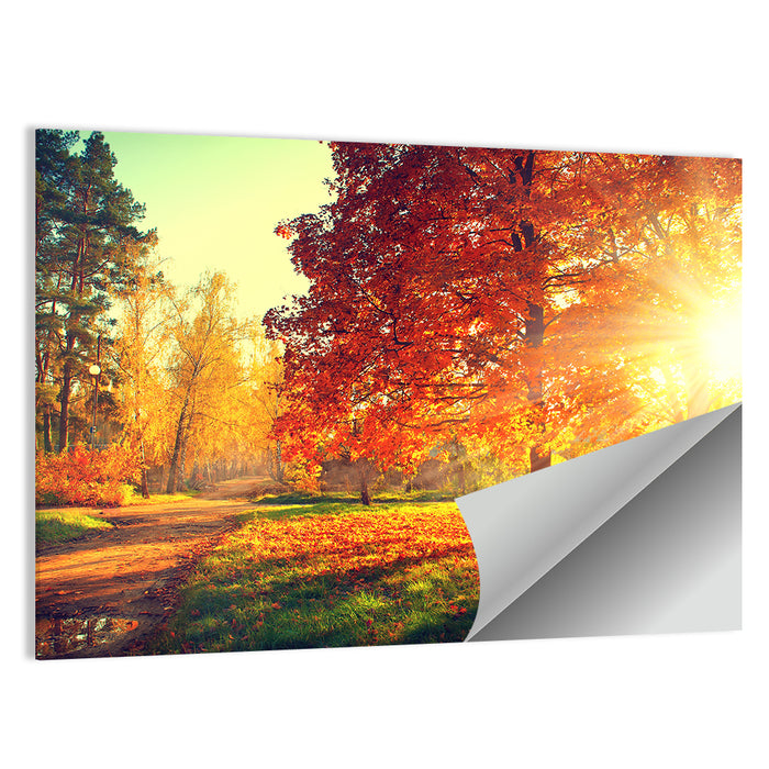 Sunlit Autumn Forest Path Wall Art as a poster print