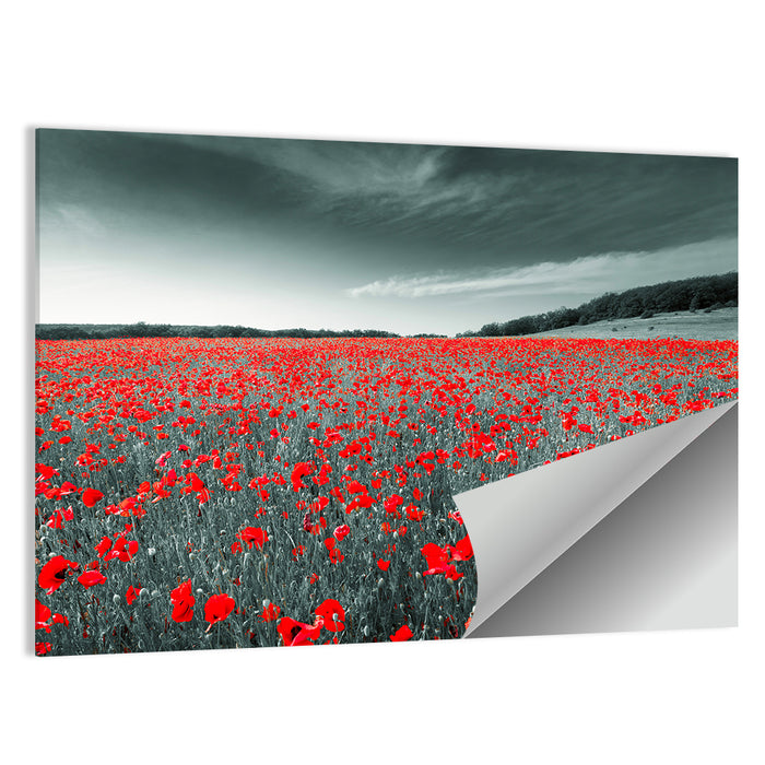Red Poppy Field Wall Art as a poster print