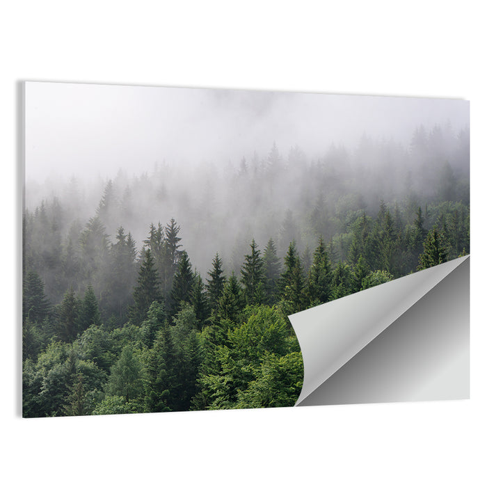 Misty Evergreen Forest Overview Wall Art as a poster print
