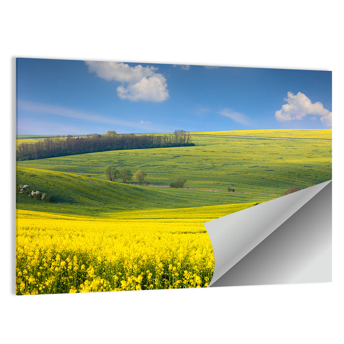 Sunlit Rapeseed Hills Wall Art as a poster print