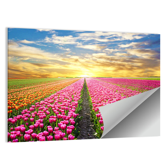 Sunrise Over Tulip Field Wall Art as a poster print