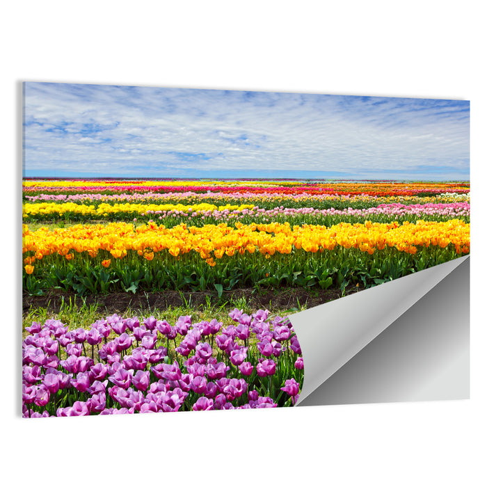 Rows of Colorful Tulip Fields Wall Art as a poster print