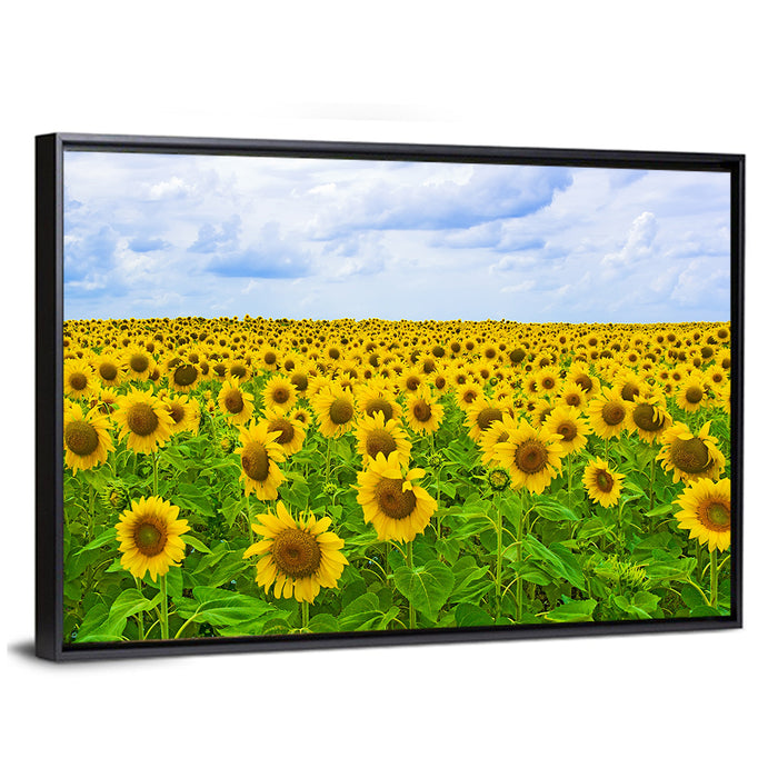 Sunflower Field Under Blue Sky Wall Art as a framed canvas