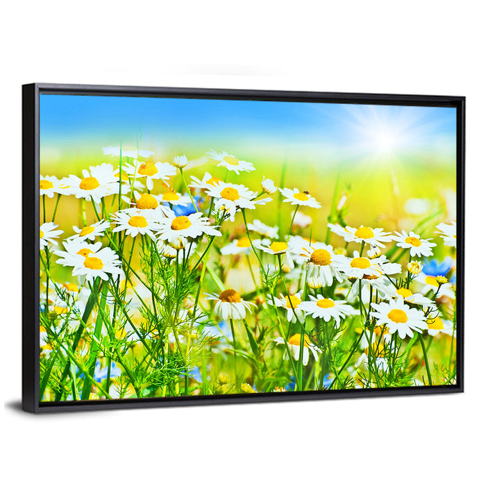 Sunlit Daisy Field Wall Art as a framed canvas