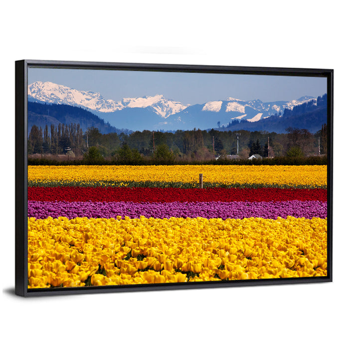 Skagit Valley Spring Daffodils Wall Art as a framed canvas