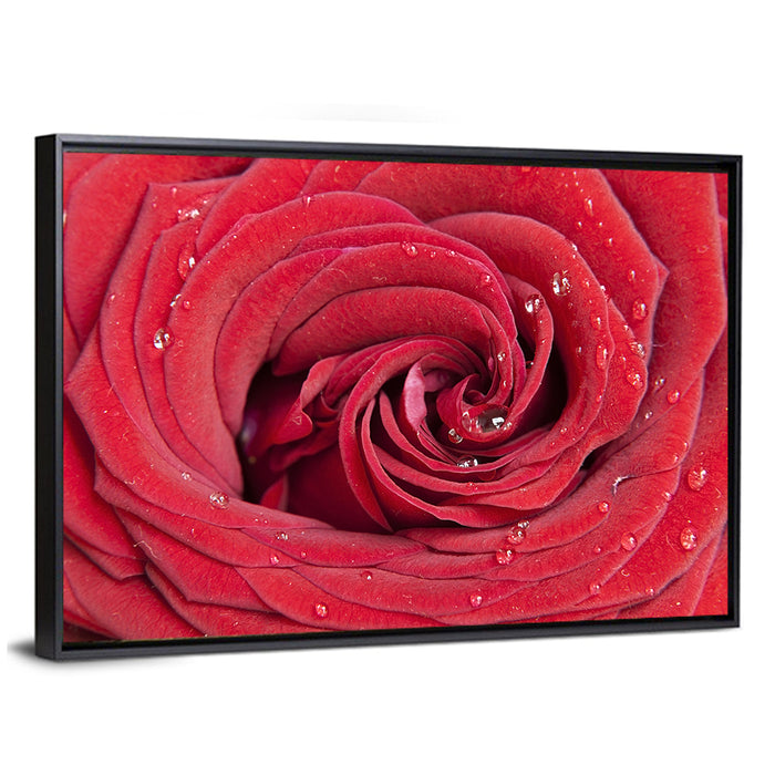 Crimson Rose Spiral Closeup Wall Art as a framed canvas