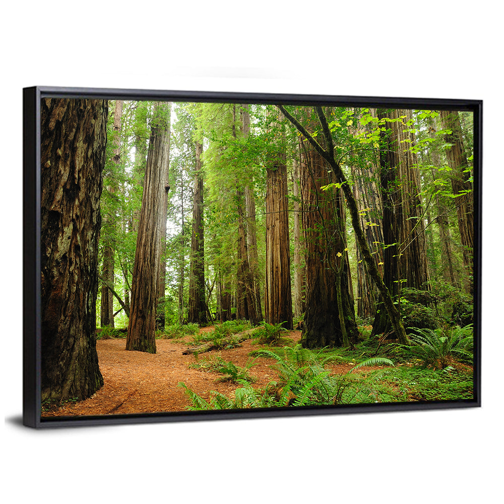 Redwood National Park Wall Art