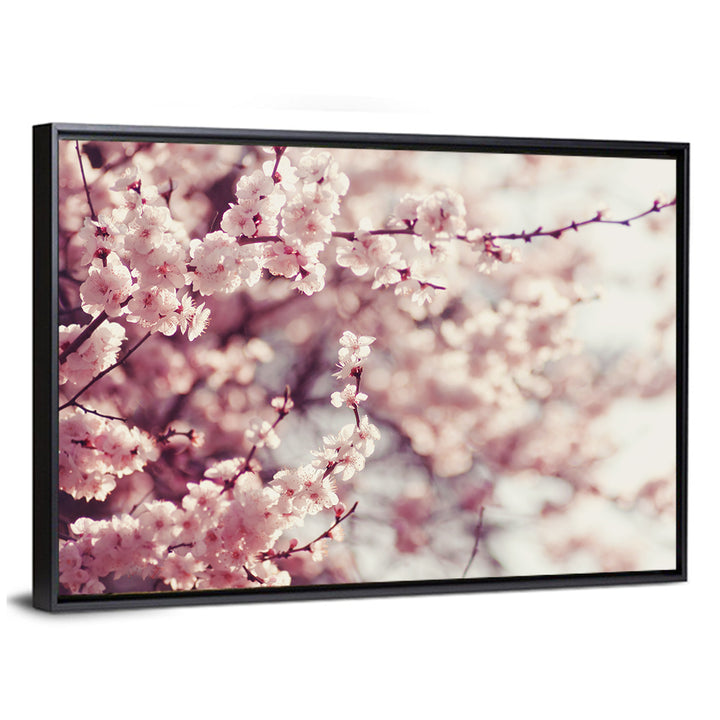 Pink Cherry Blossom Close-up Wall Art
