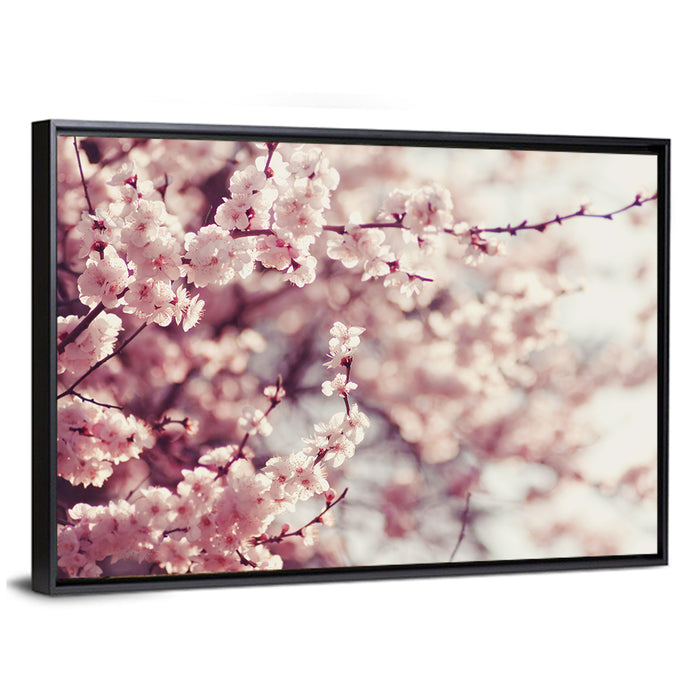 Pink Cherry Blossom Close-up Wall Art as a framed canvas