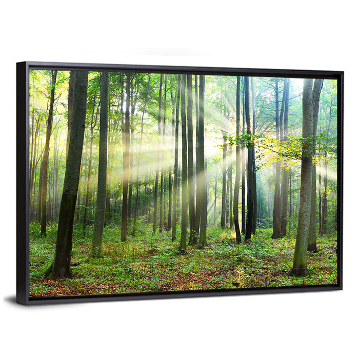 Morning Light in the Forest Wall Art as a framed canvas