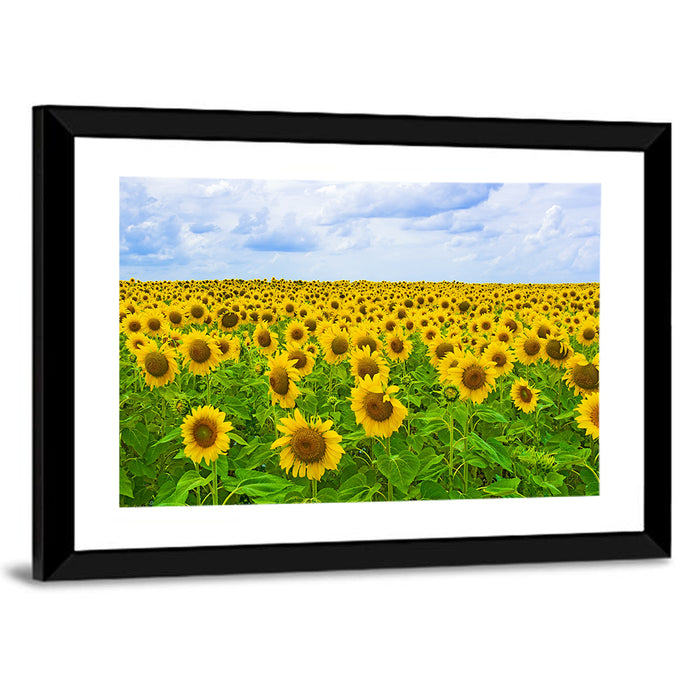 Sunflower Field Under Blue Sky Wall Art as a framed print